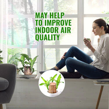 Air Purifying & Mosquito Repellant Wood Plant - Bogo (IWP2) - Image 2