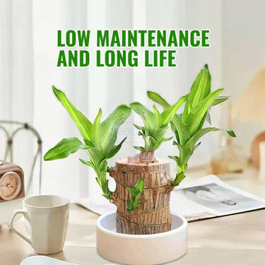 Air Purifying & Mosquito Repellant Wood Plant - Bogo (IWP2) - Image 4