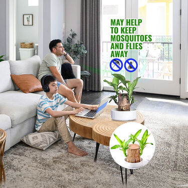 Air Purifying & Mosquito Repellant Wood Plant - Bogo (IWP2) - Image 5