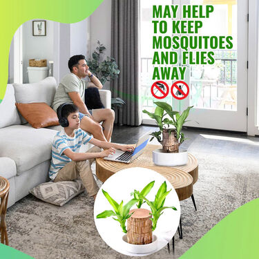 Air Purifying & Mosquito Repellant Wood Plant (IWP) - Image 3