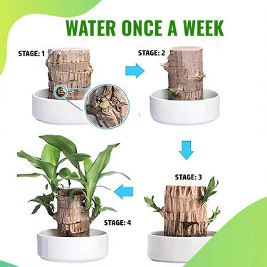 Air Purifying & Mosquito Repellant Wood Plant (IWP) - Image 6