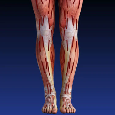 Compression Knee Support - B1G1 (CKS01) - Image 9