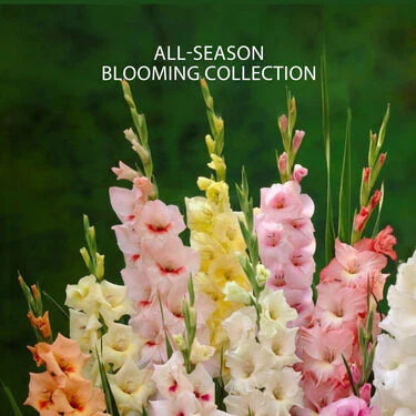 Pack of 10 Scented Multicolor Flower Bulb (TGR10) - Image 2