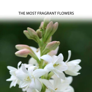 Pack of 10 Scented Multicolor Flower Bulb (TGR10) - Image 3