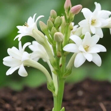Pack of 10 Scented Multicolor Flower Bulb (TGR10) - Image 8